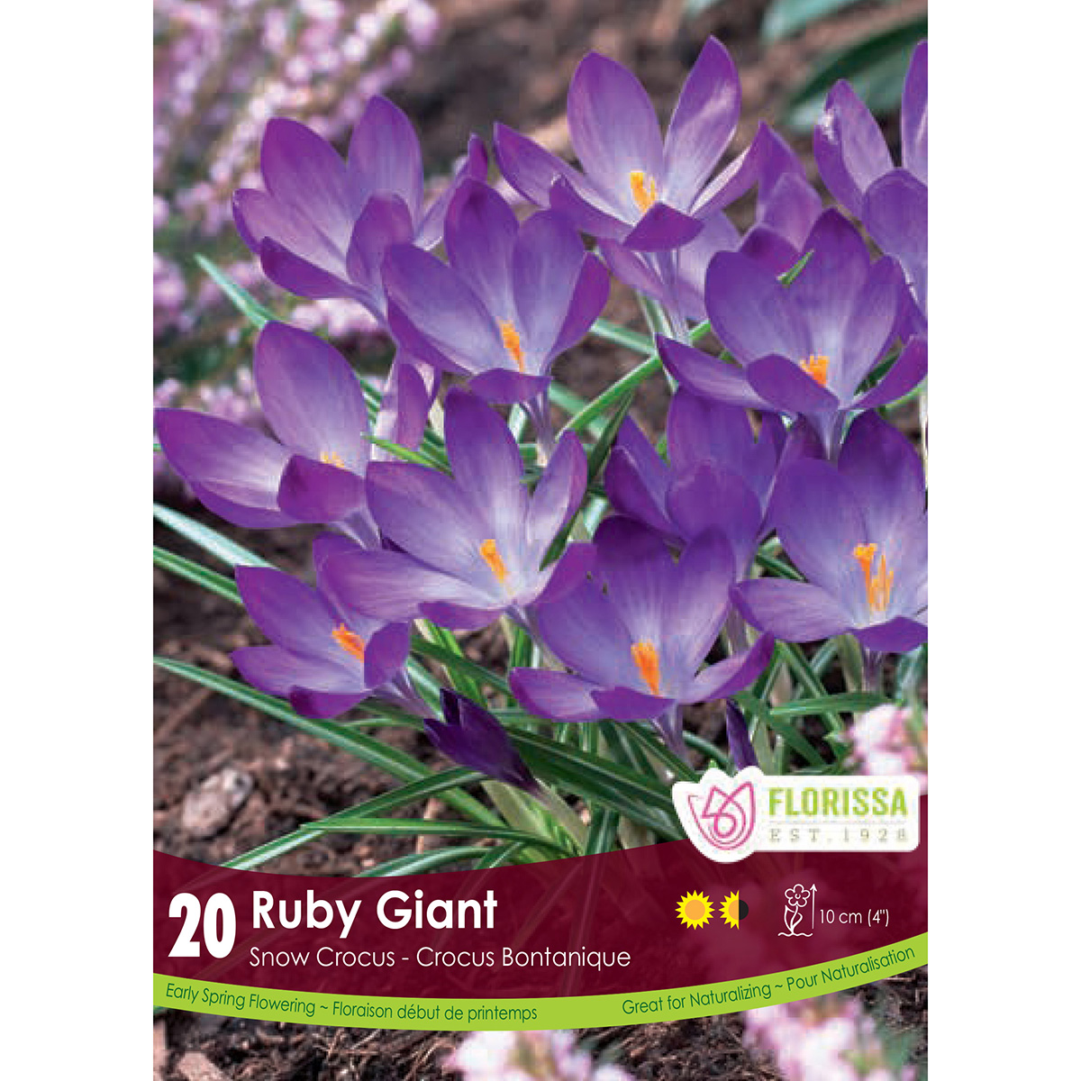 Bulb_Snowcrocus_Ruby_Giant.jpg