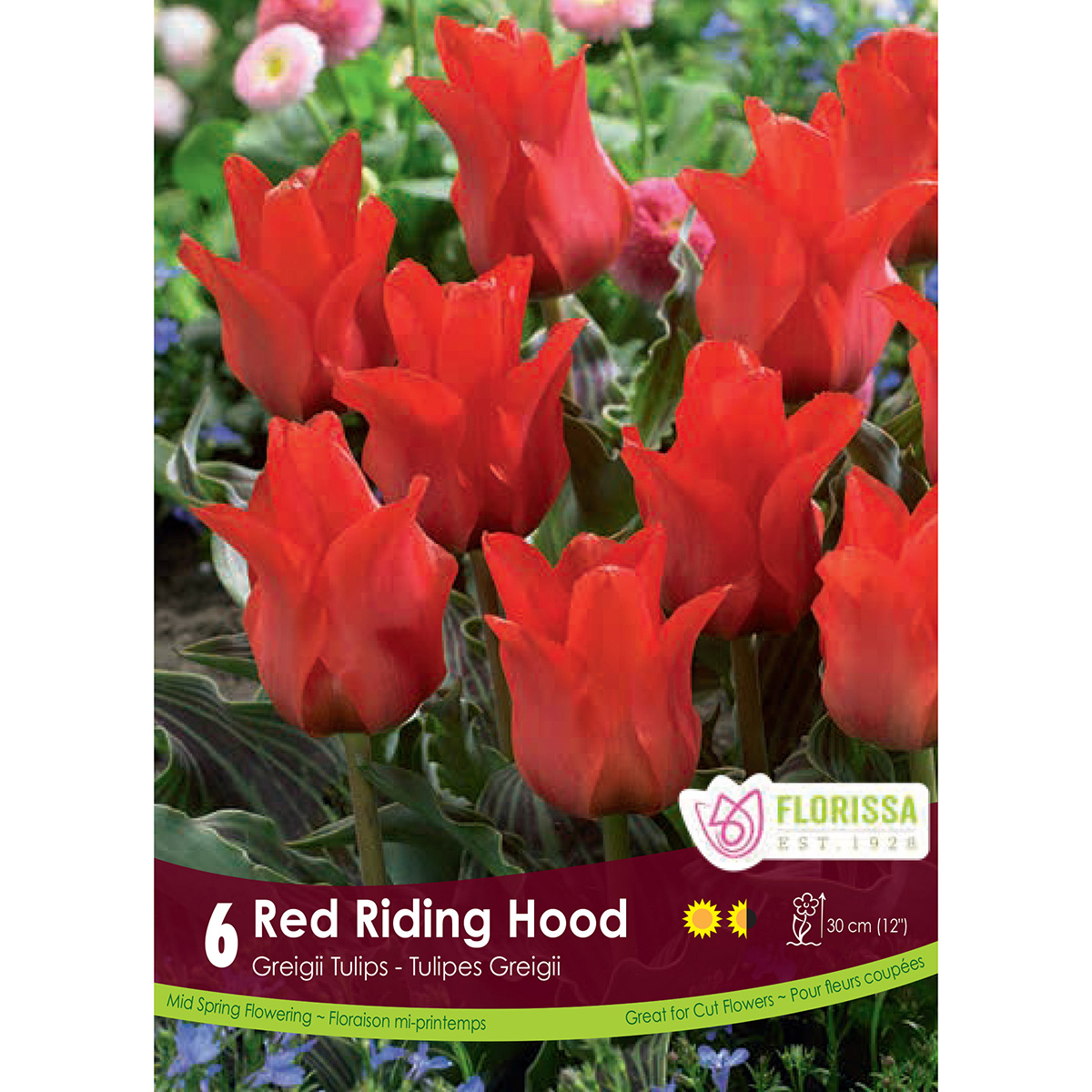 Тюльпан red riding hood фото и описание