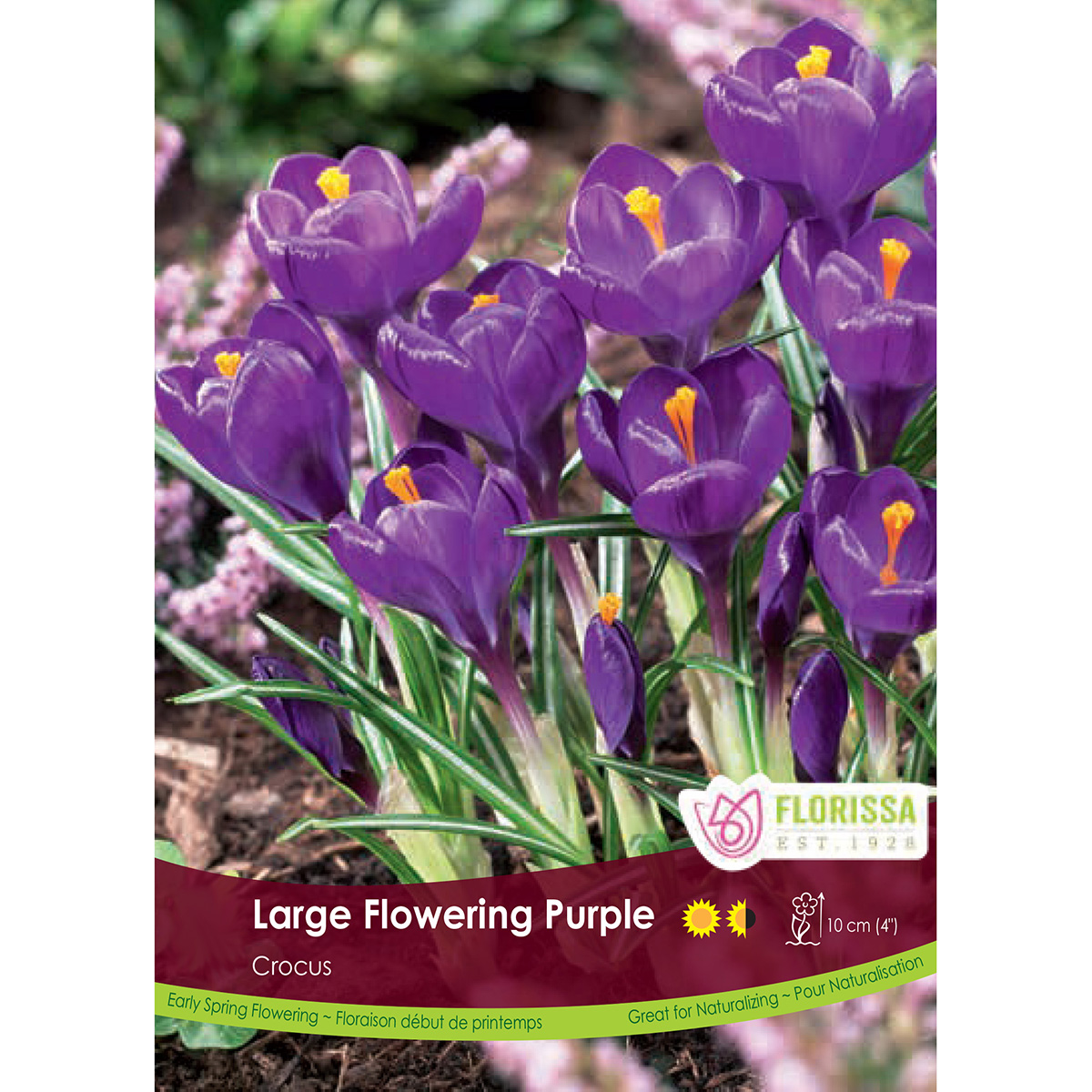 Bulk_Crocus_Lg_Flowering_Purple.jpg