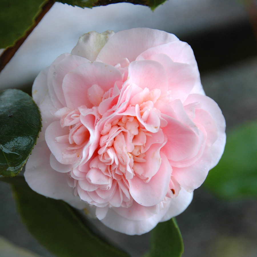 Camellia japonica 'Debutante' Espalier