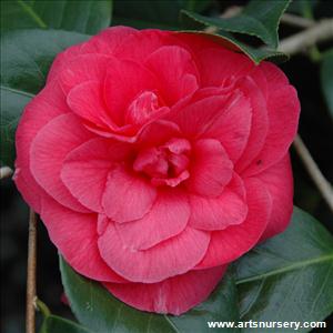 Camellia japonica 'Mathotiana Supreme'