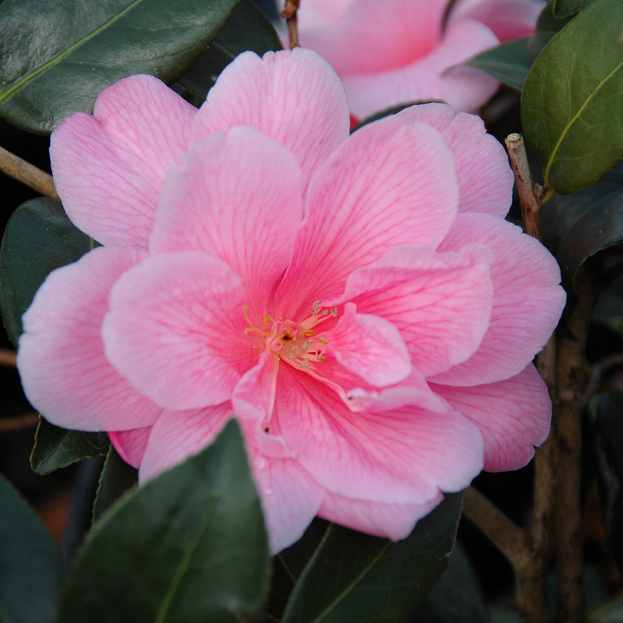 Camellia japonica 'Pearl Maxwell'