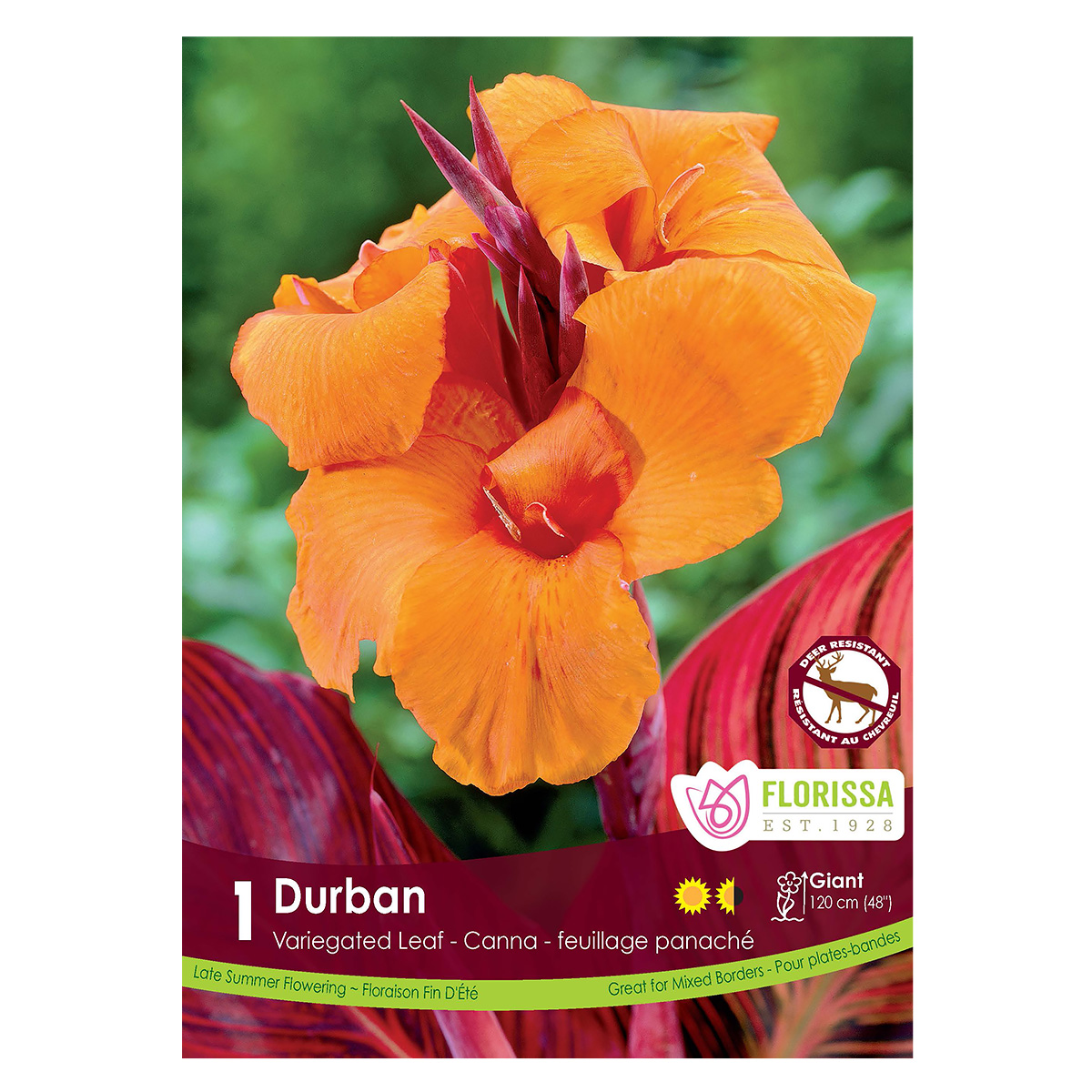 Canna_Durban.jpg