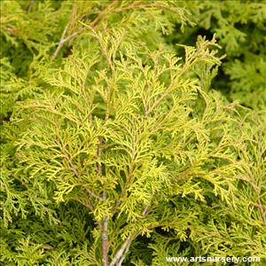 Chamaecyparis obtusa 'Pygmaea Aurescens'