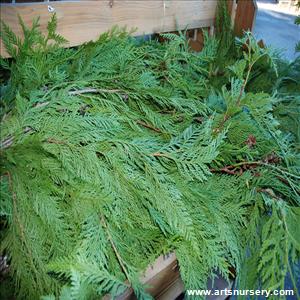 Christmas Greens- Cedar