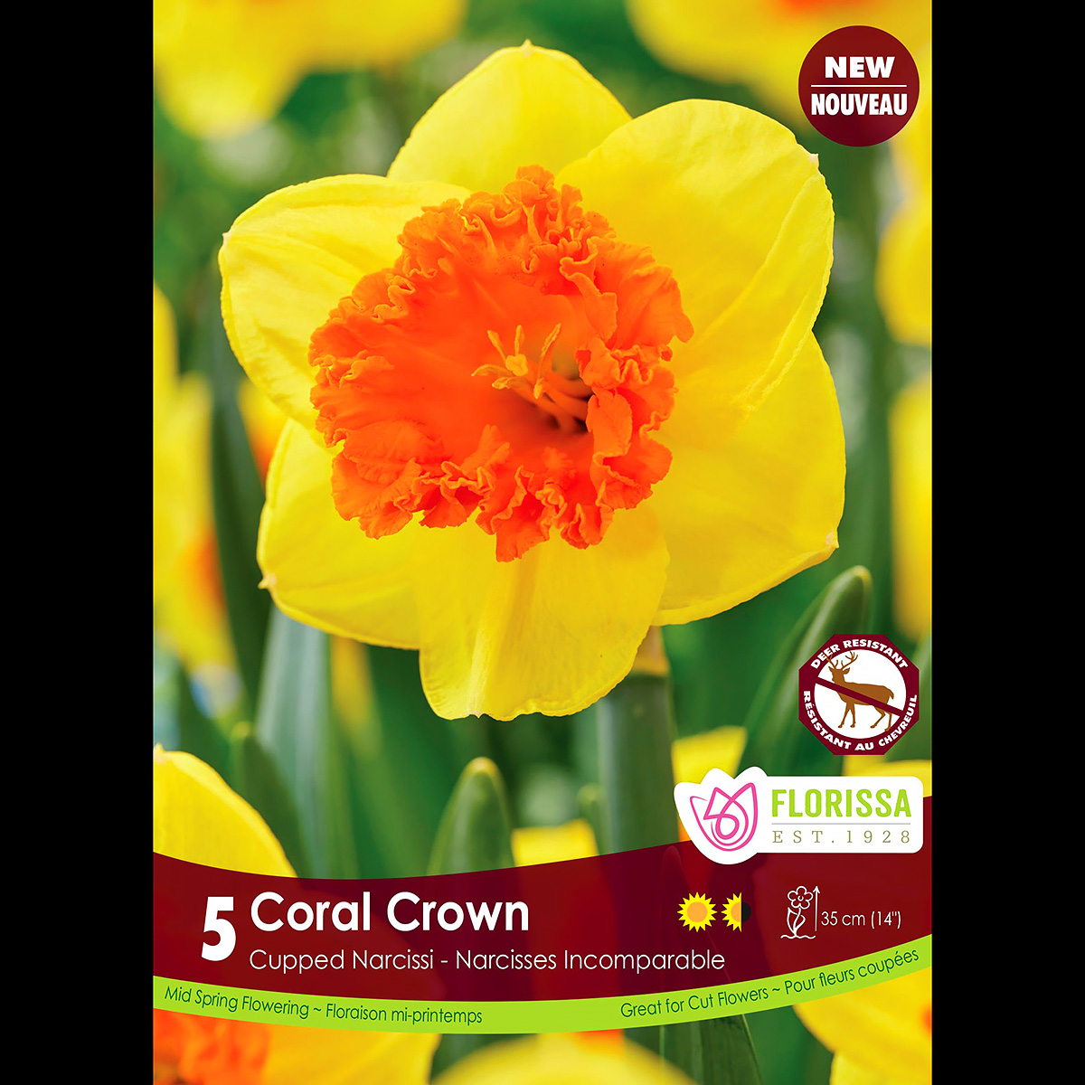 Narcissus 'Coral Crown' | Daffodil Bulbs | Arts Nursery Garden and Home Ltd