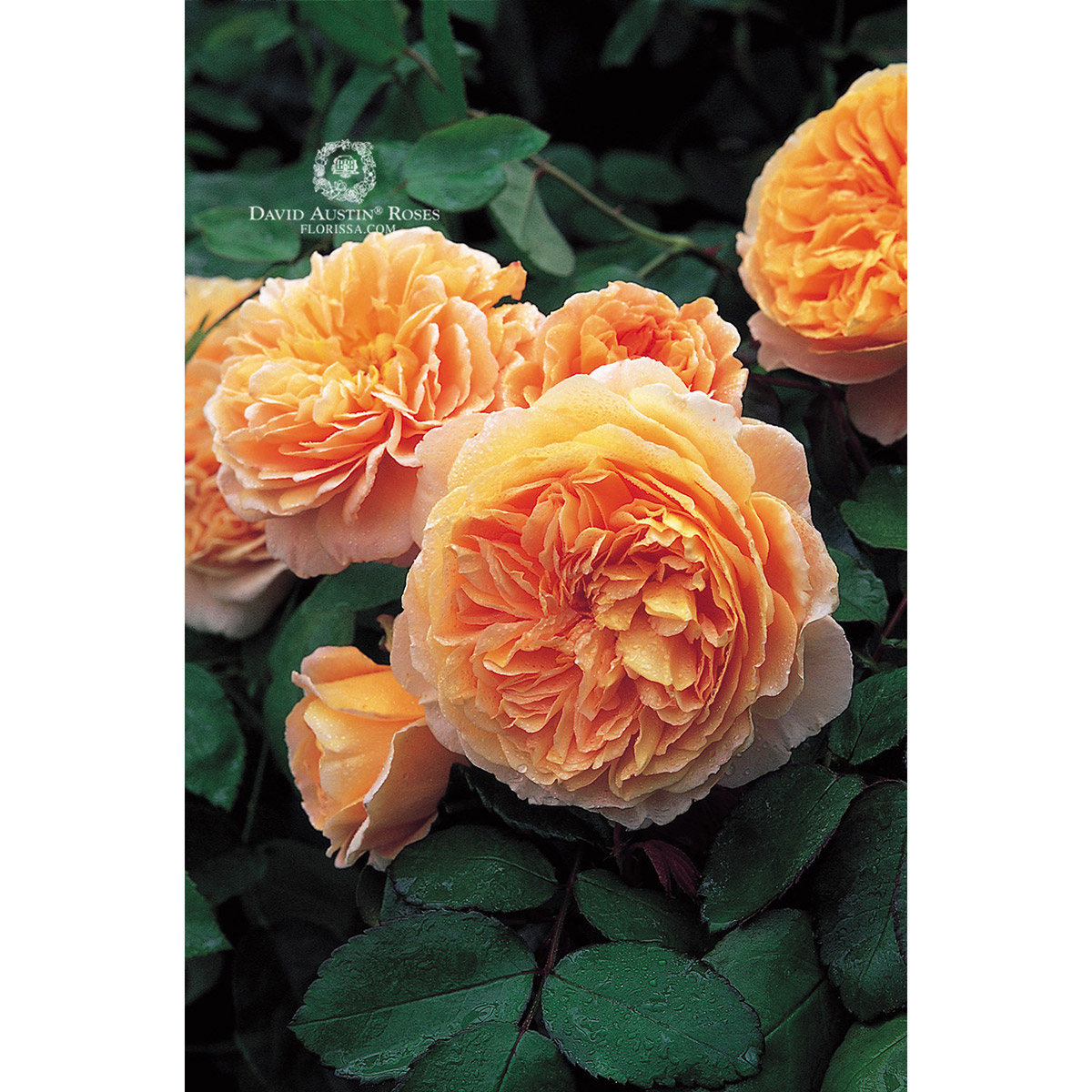 DA_Rose_Crown_Princess_Margareta_1200px.jpg