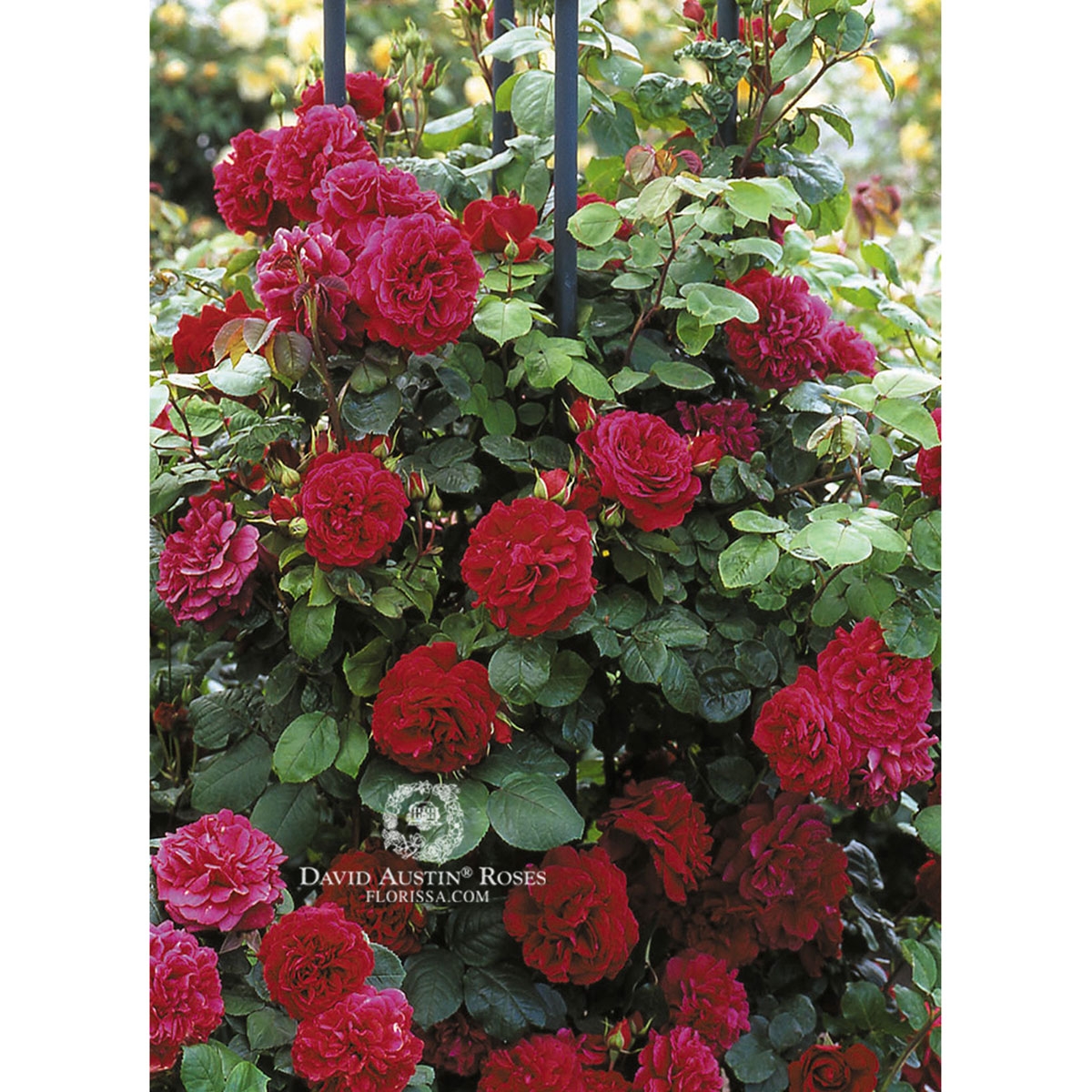 DA_Rose_Tess_d'Urbervilles_1200px.jpg