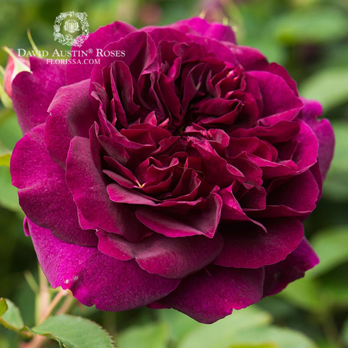 DA_Rose_darcey_bussell_5_1200px.jpg