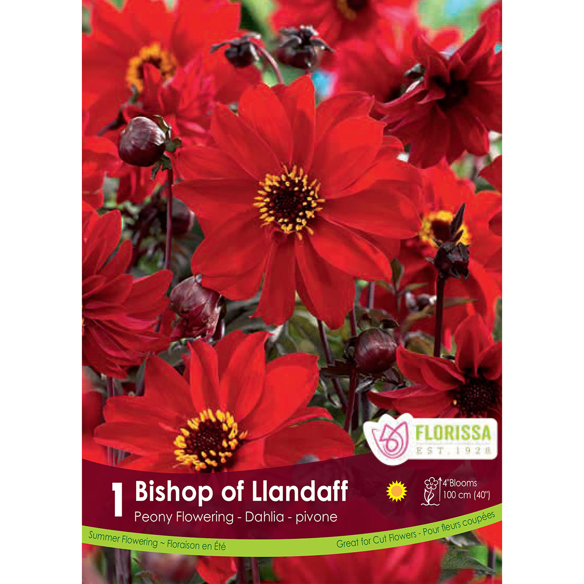 Dahlia_Bishop_of_Llandaff.jpg