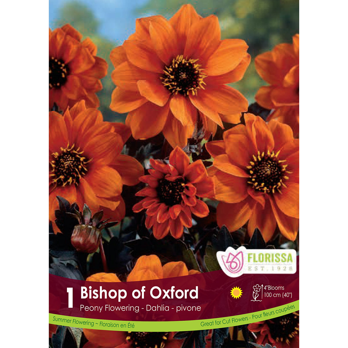 Dahlia_Bishop_of_Oxford.jpg