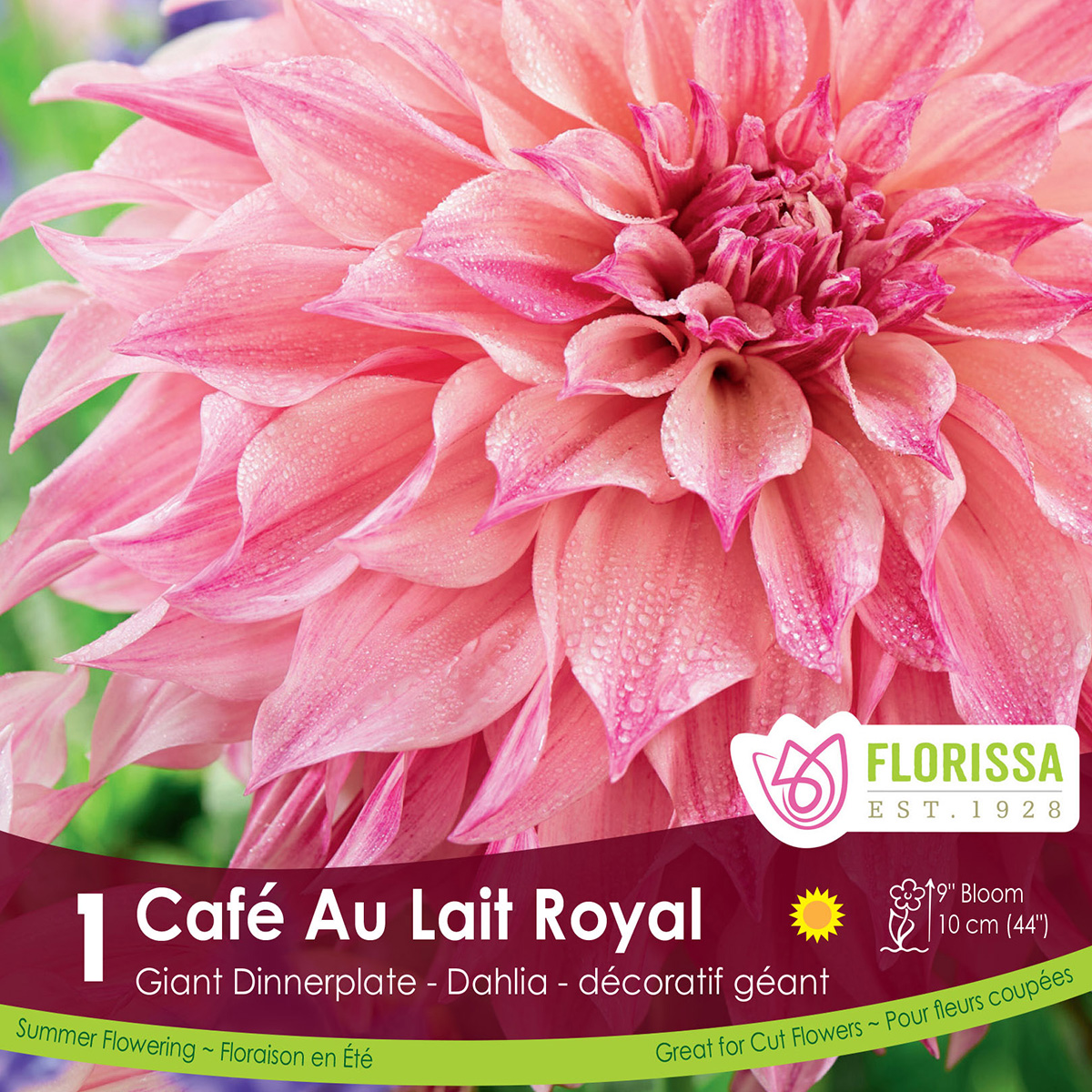 Dahlia_Cafe_au_Lait_Royal_vnb.jpg