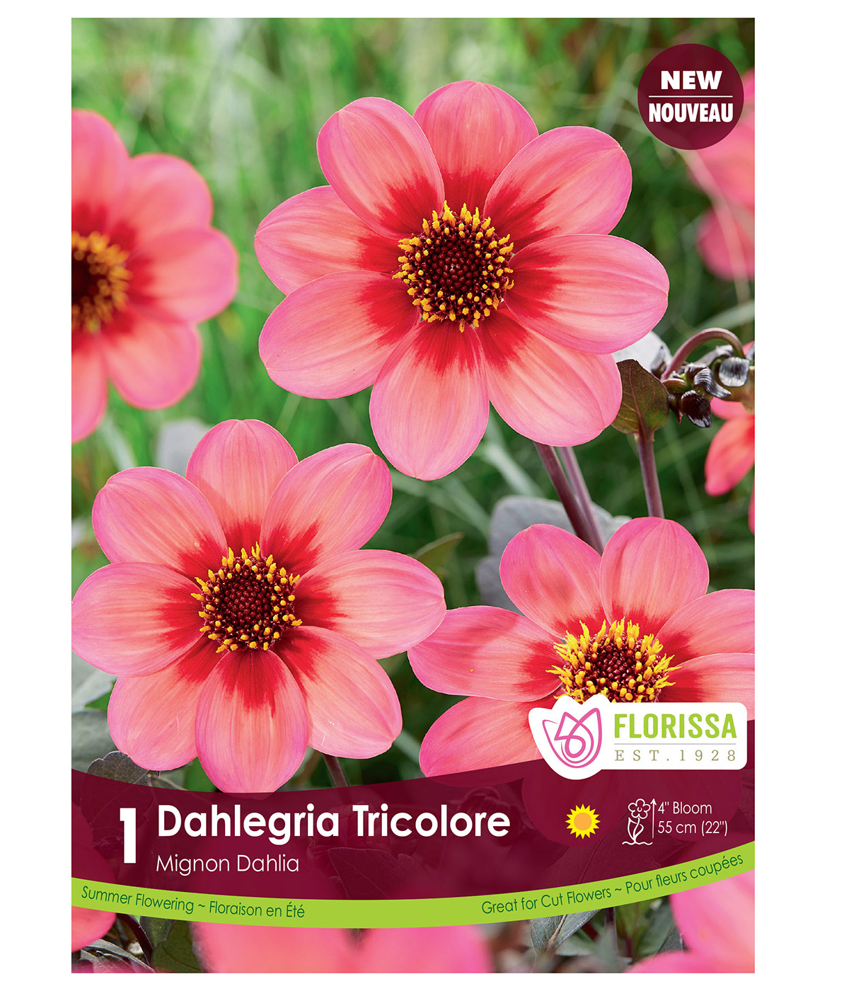 Dahlia_Dahligria_Bicolore_VNB.jpg