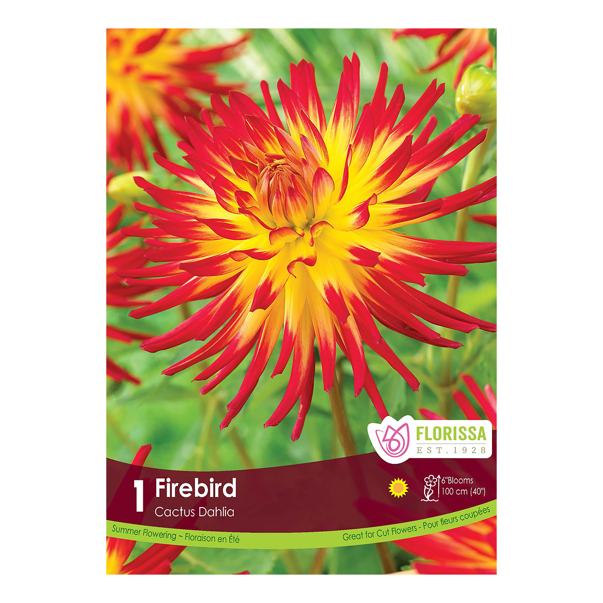 Dahlia_Firebird.jpg