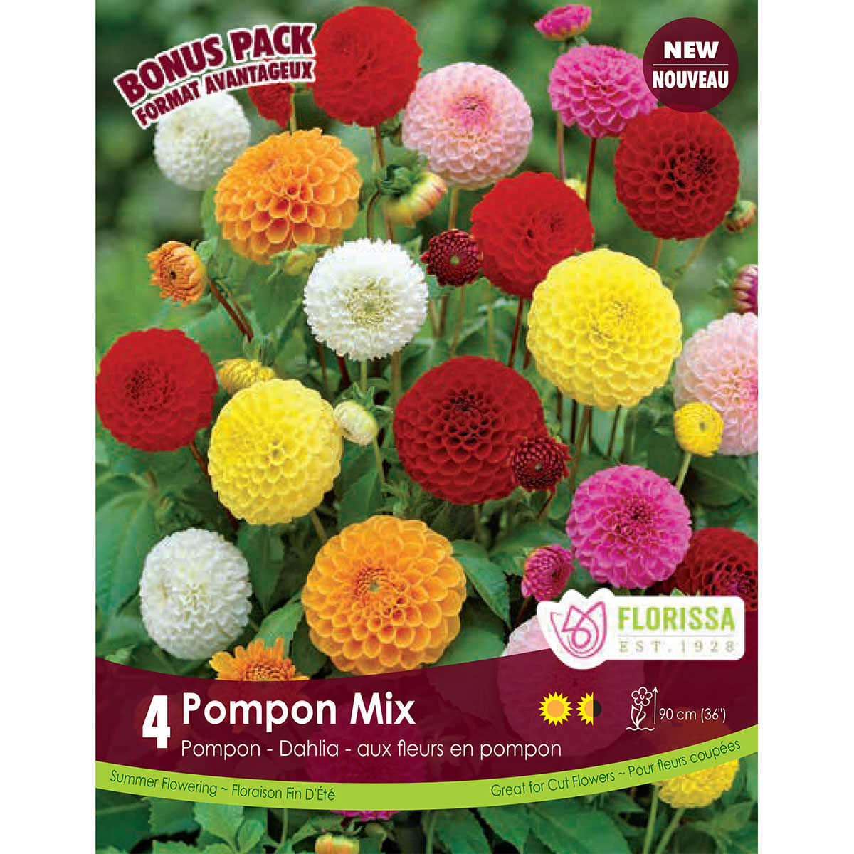 Dahlia_Pompon.jpg