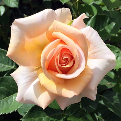 Rosa 'Devotion' | Floribunda Roses | Arts Nursery Garden and Home Ltd