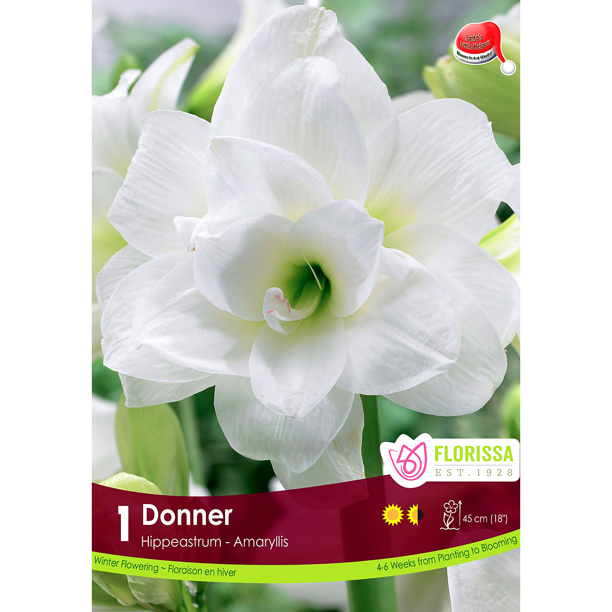 Amaryllis 'Donner' Bulb 1PK