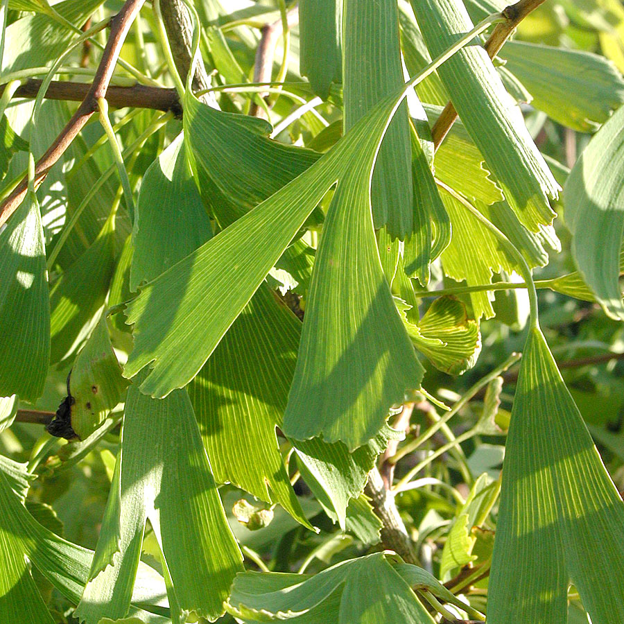 Ginkgo biloba Saratoga | | Arts Nursery Ltd