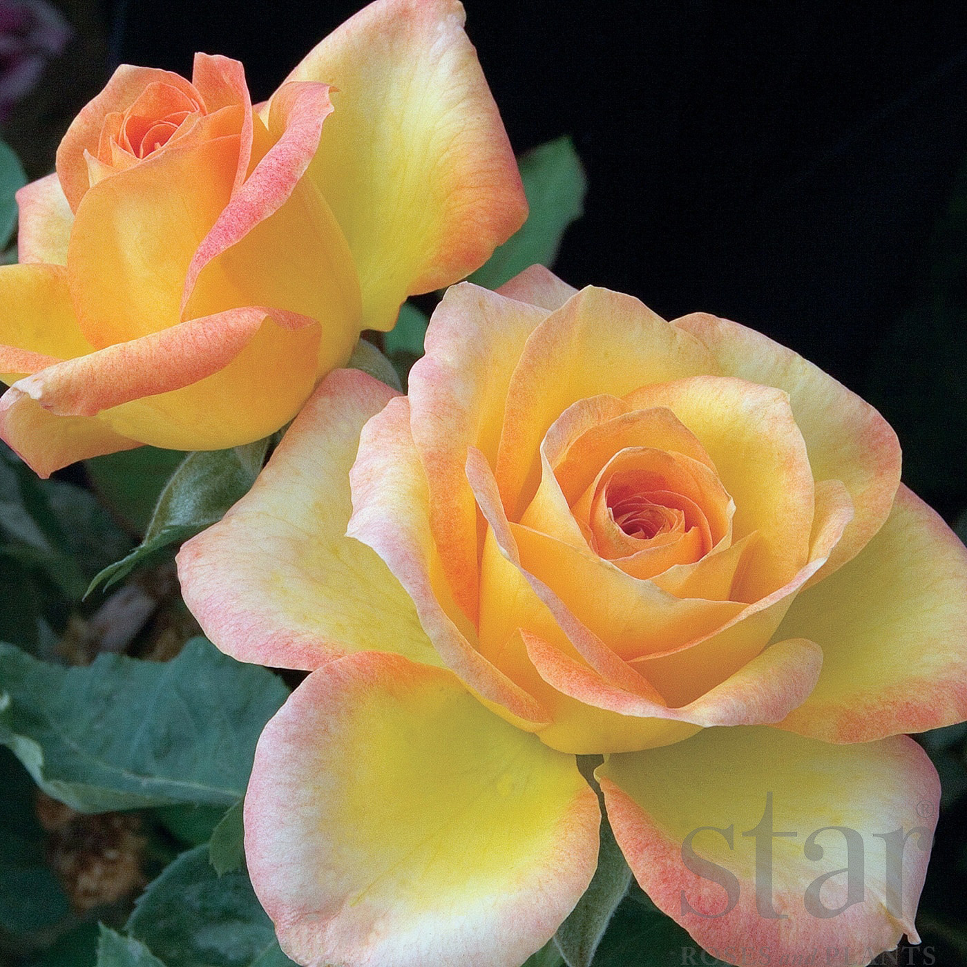 Rosa 'Gold Medal'