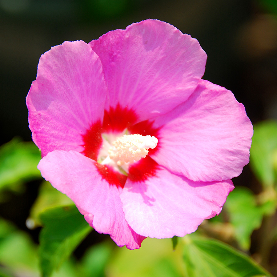 Hibiscus syriacus 'Fiji' First Editions TF 
