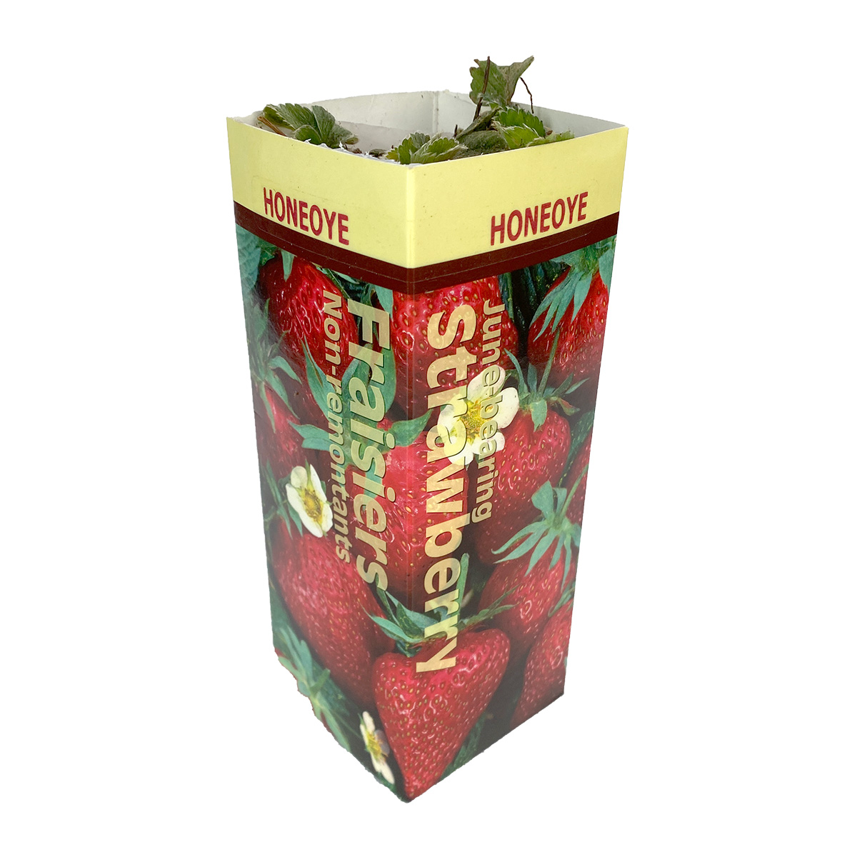 Strawberry 'Honeoye' Roots 10 Pack