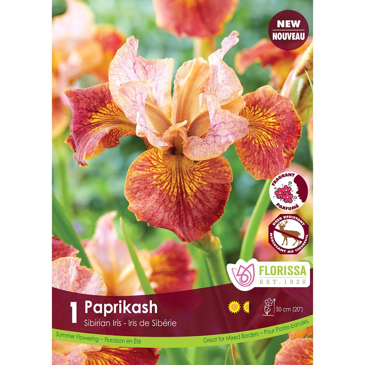 Iris Siberian 'Paprikash' Bulb 