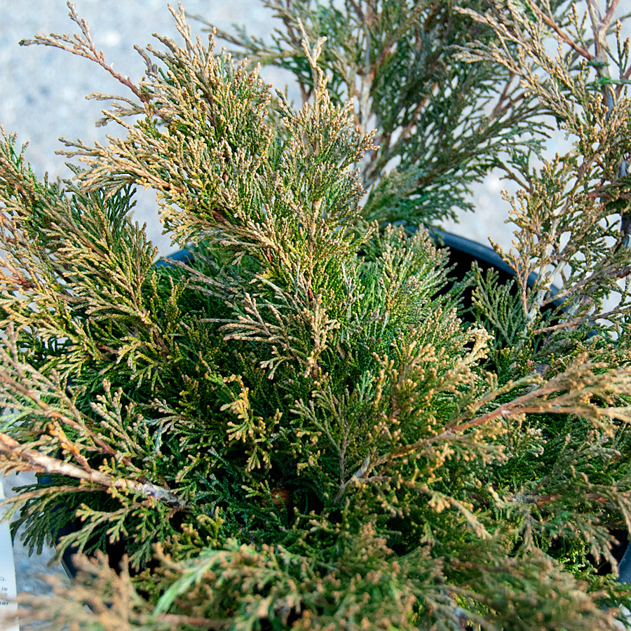 Juniperus sabina 'Calgary Carpet'