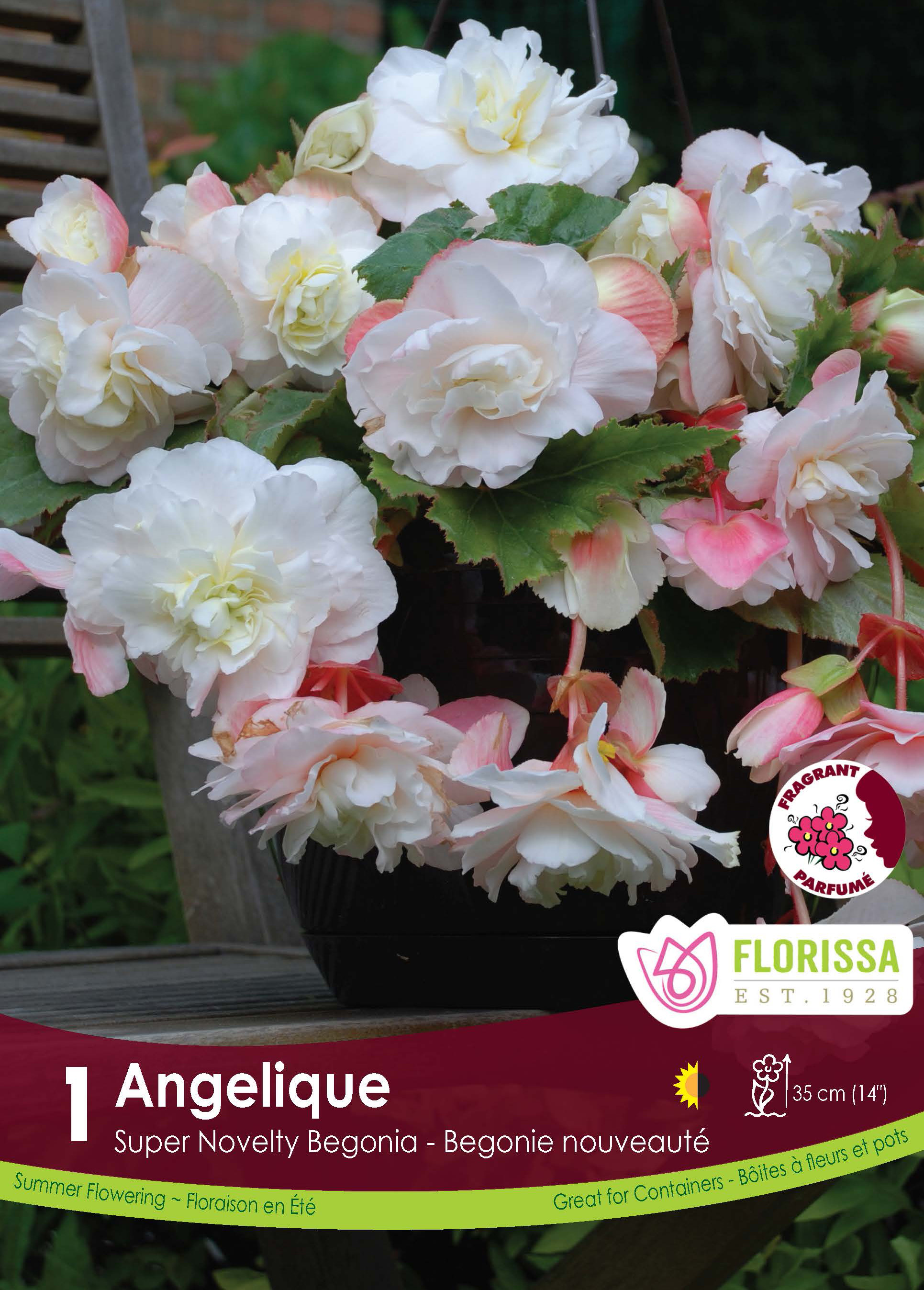 LGKep Begonia Angelique.jpg