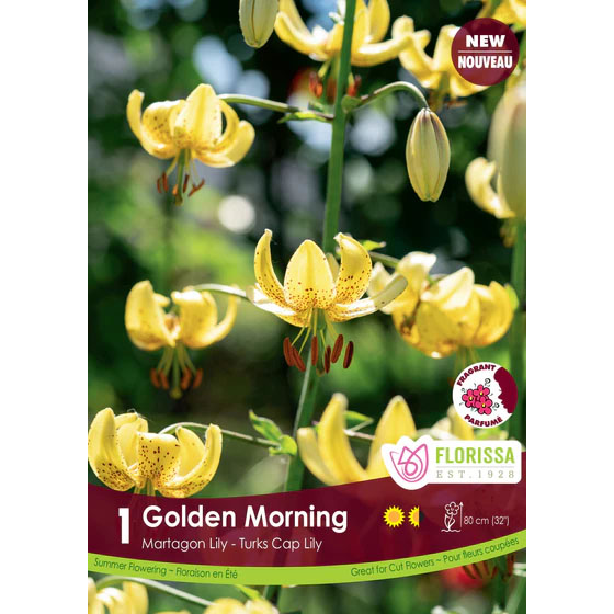 Lilium martagon 'Golden Morning' Bulbs