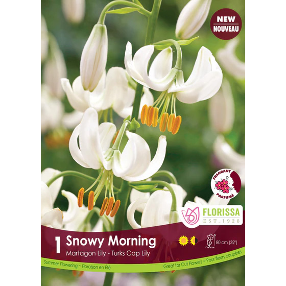 Lilium martagon 'Snowy Morning' Bulbs  