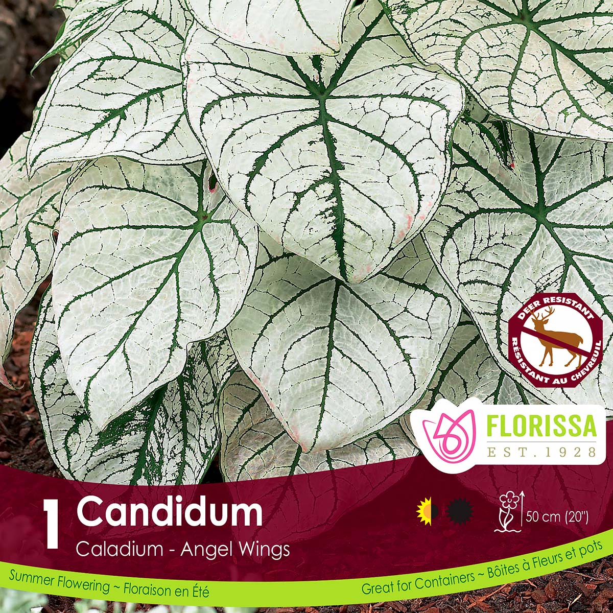 LGKep_Candidum_Caladium.jpg