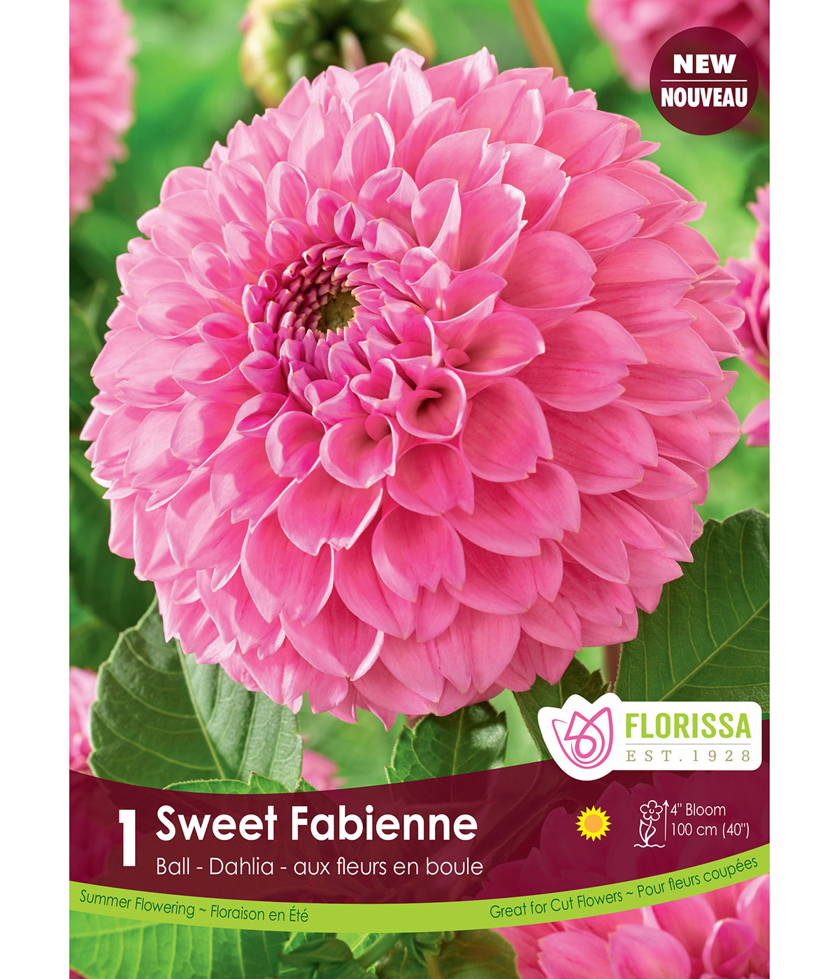 LGKep_Dahlia_Sweet_Fabienne_VNB'.jpg