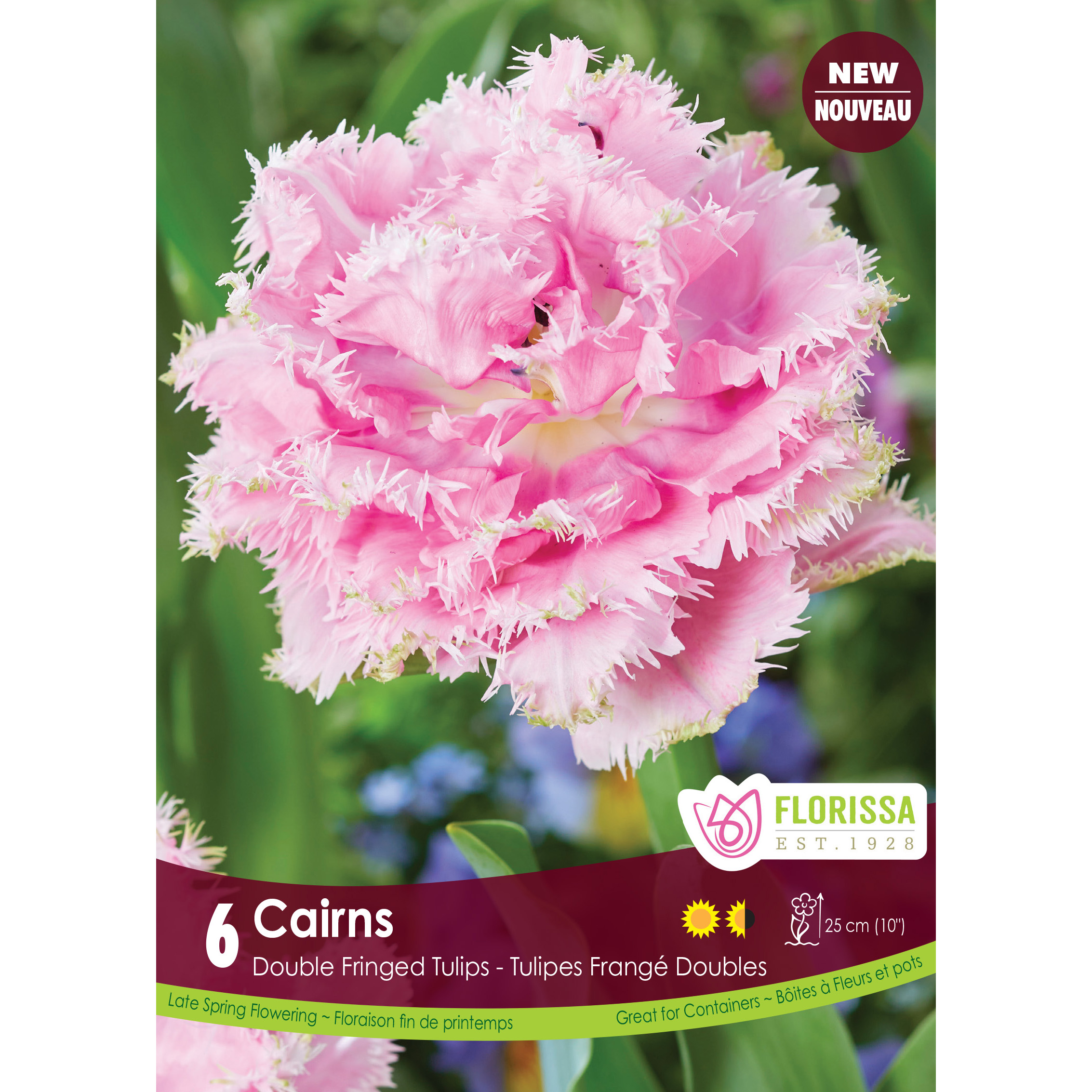 Tulip Fringed 'Cairns' Bulbs 6Pk    