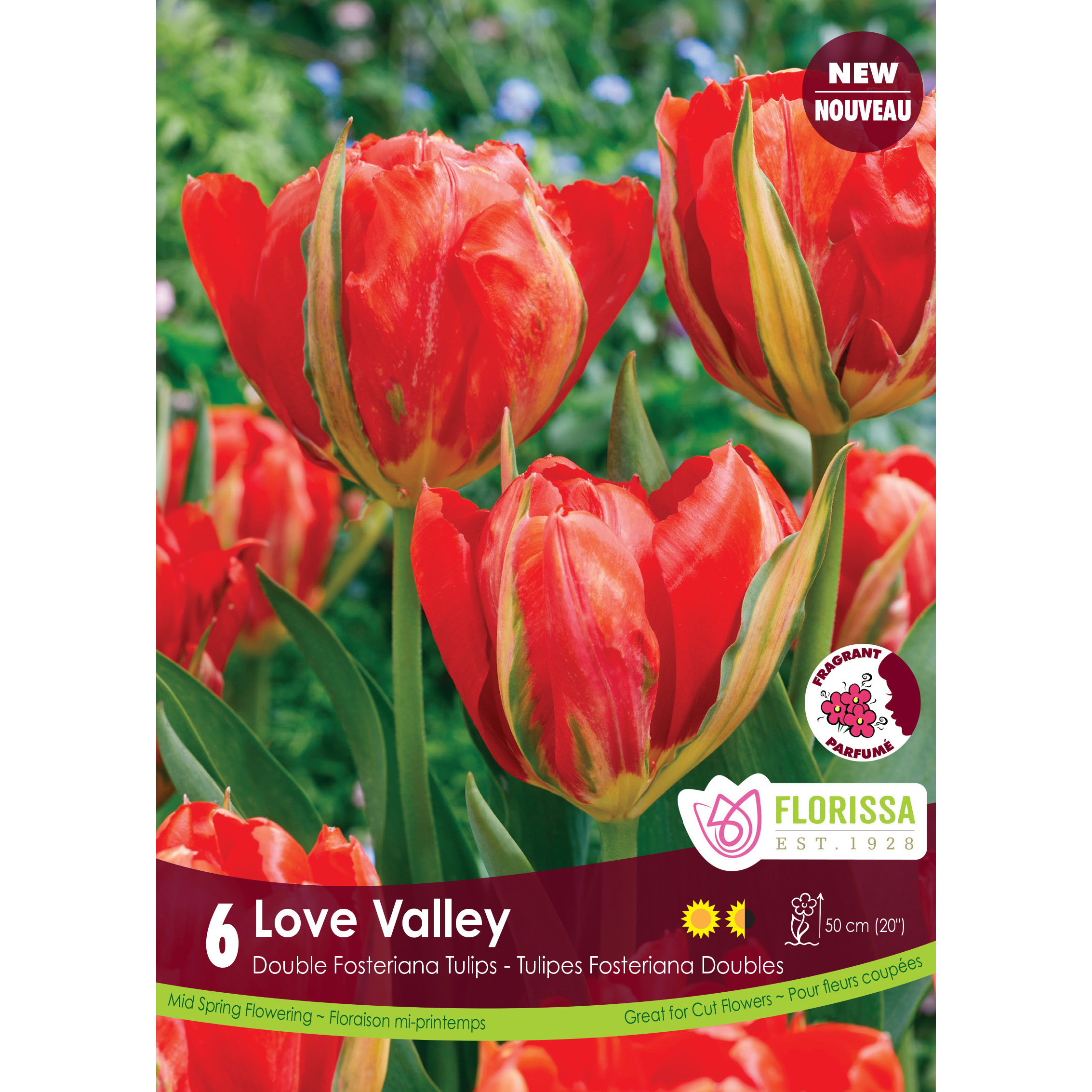 Tulipa 'Love Valley Bulbs 6PK