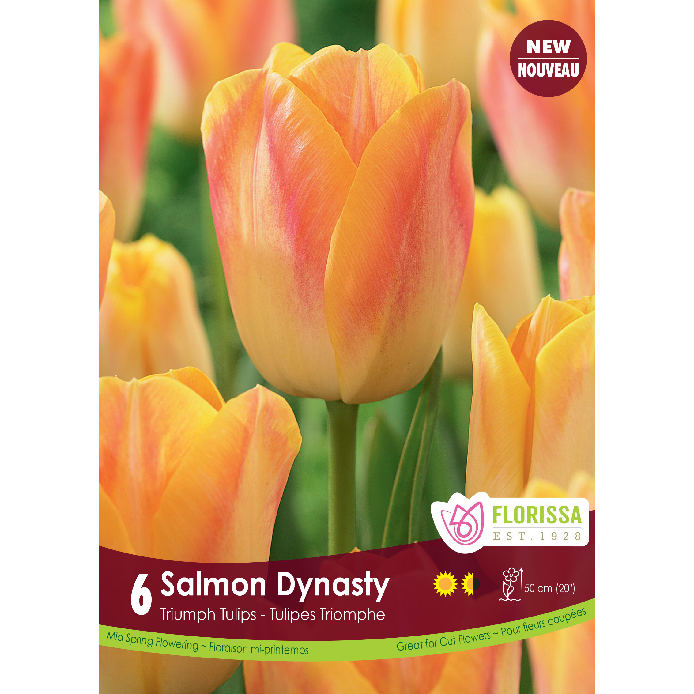 Tulipa 'Salmon Dynasty' Bulbs 6Pk