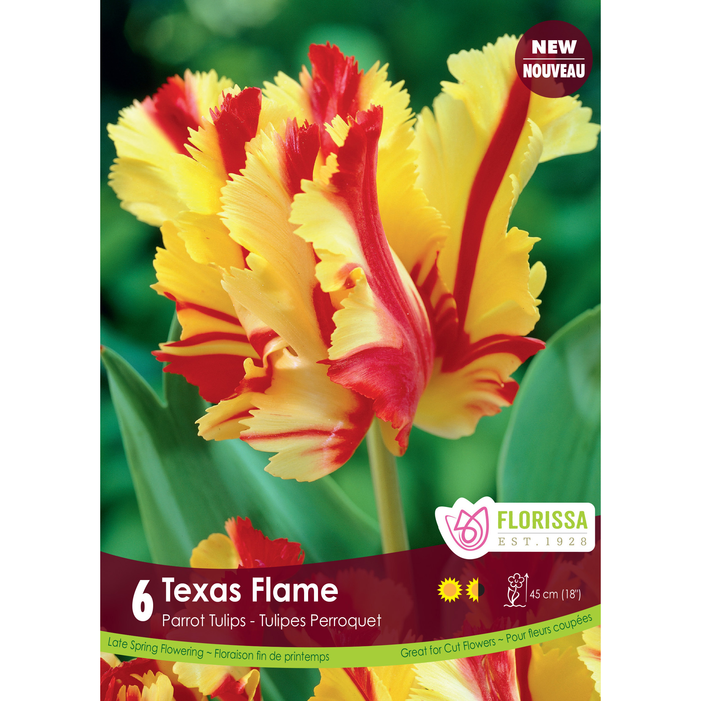 LG_Kep_Tulip_Texas_Flame_24.jpg