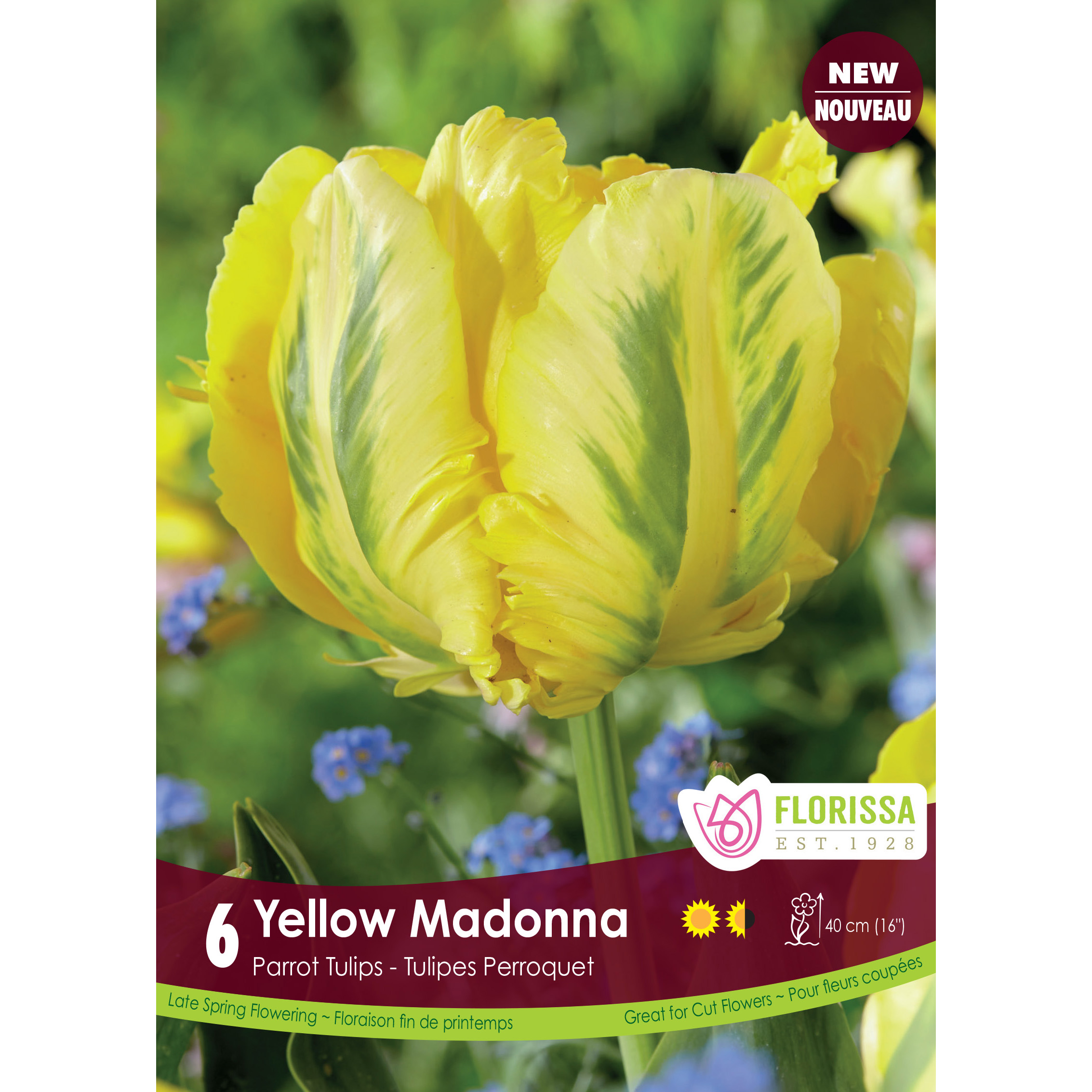 Tulip Yellow Madonna Bulbs 6Pk   