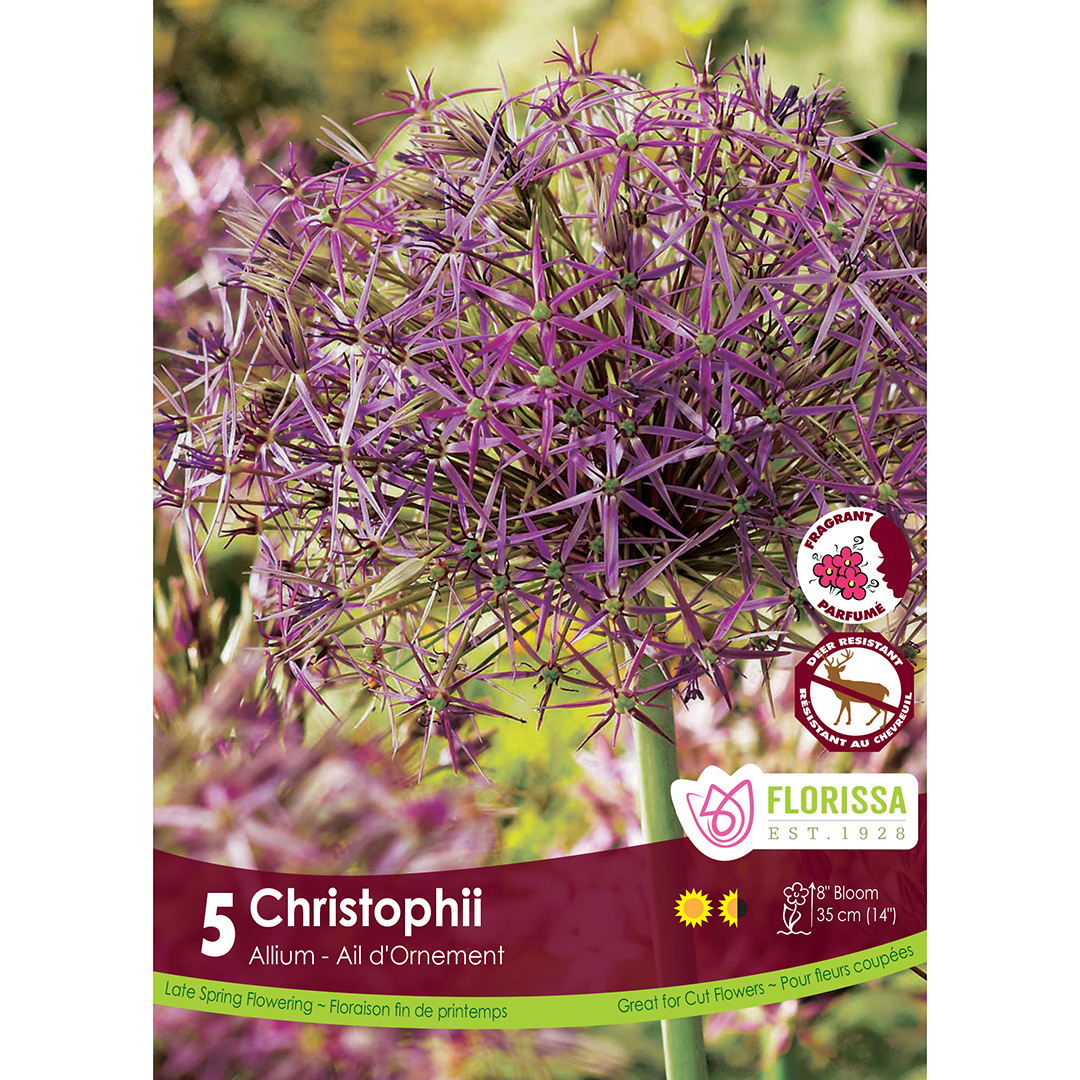 Allium 'Christophii Tops'