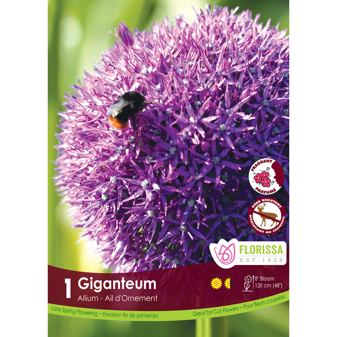 Allium 'Giganteum' Bulb 1Pk