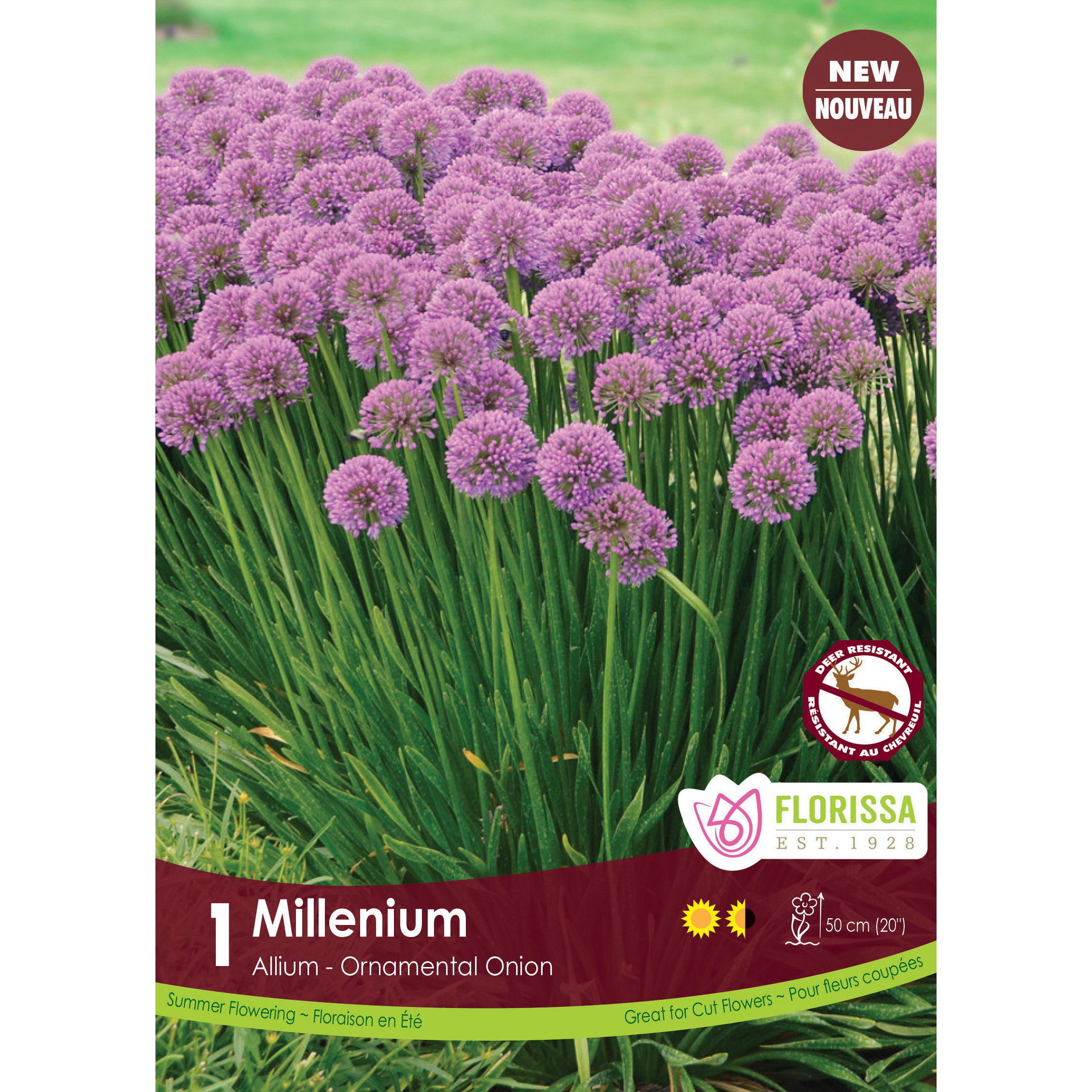 LgKep Allium Millenium.jpg