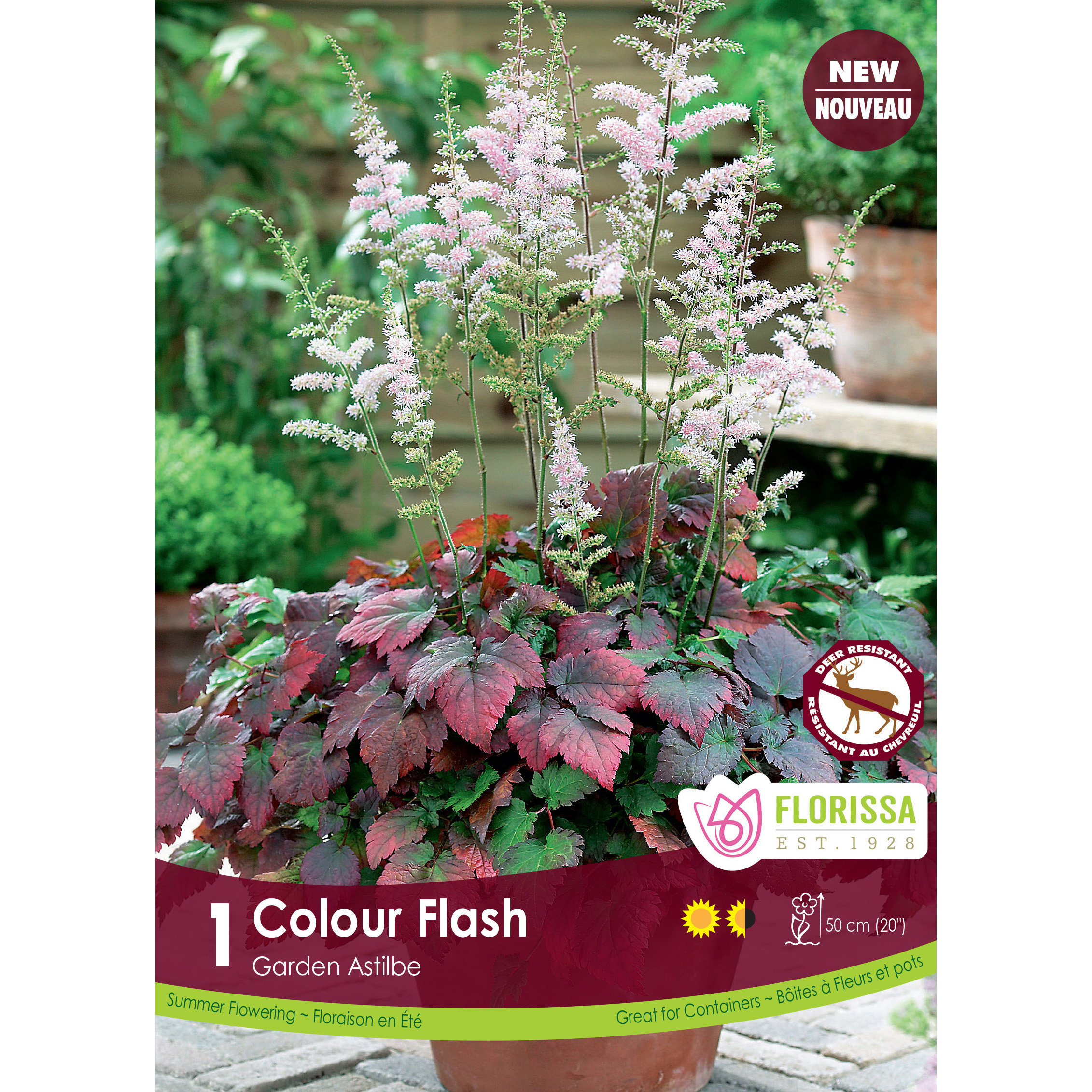 LgKep Astilbe Colour Flash.jpg