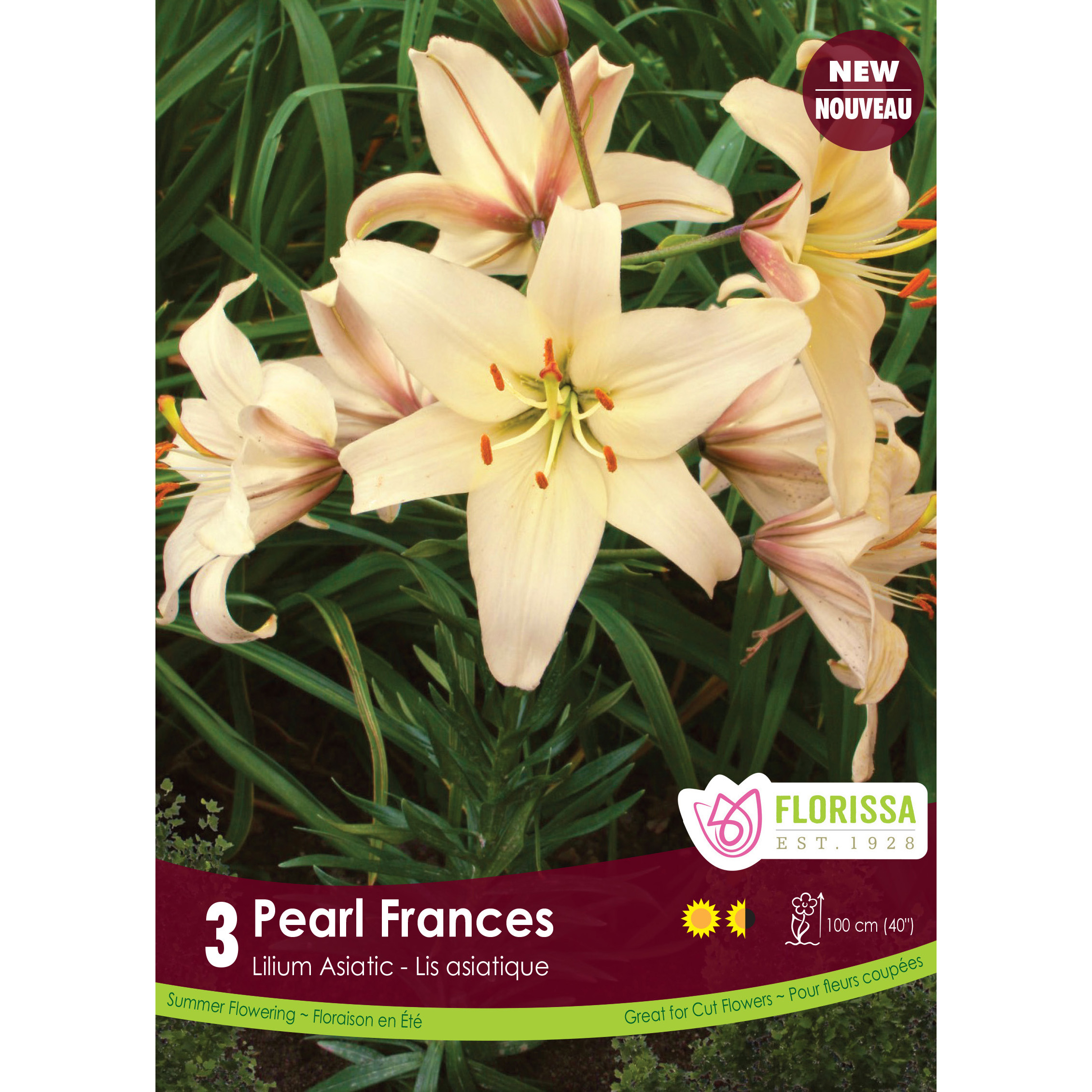 Asiatic Lily 'Pearl Frances'