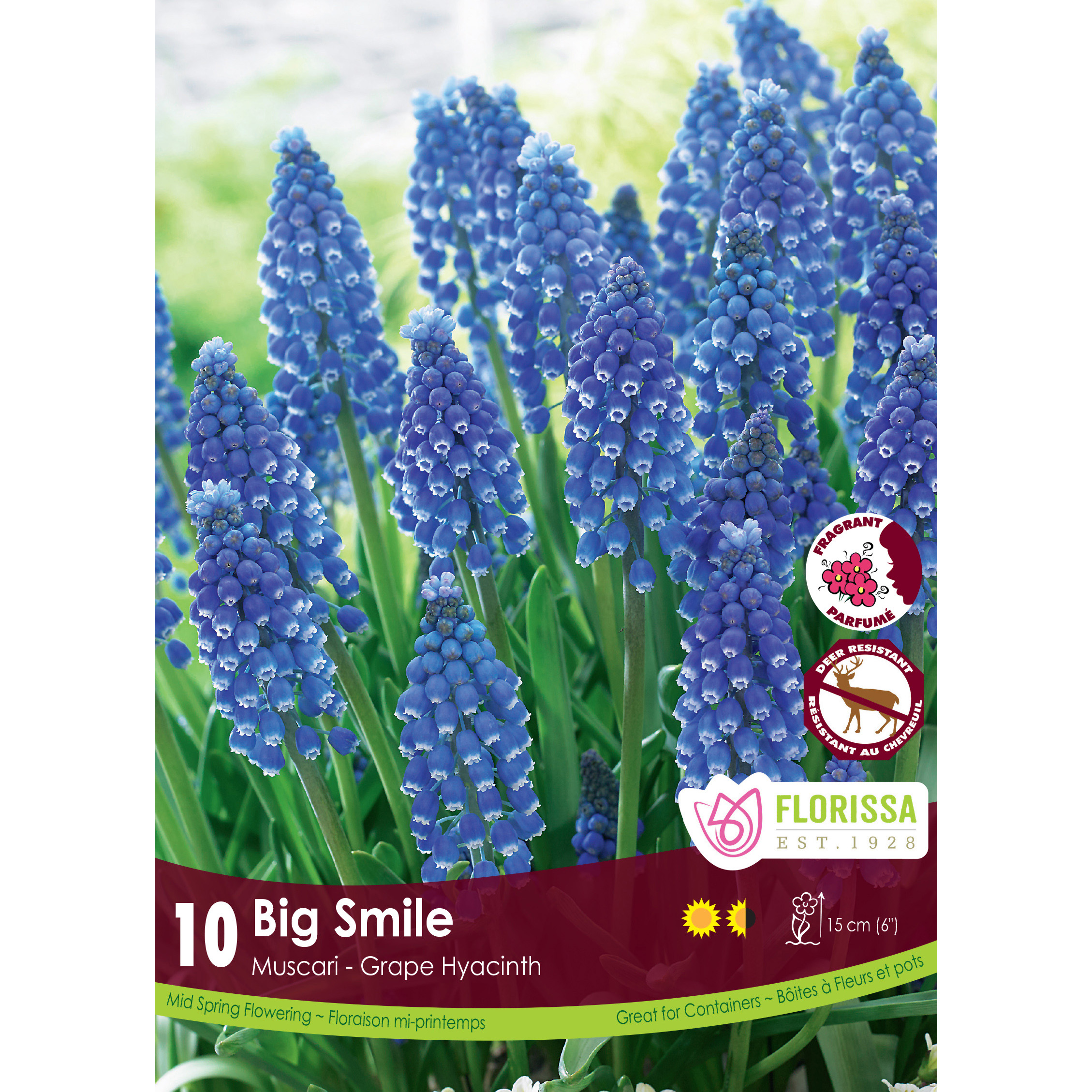 Lg_Kep_Muscari_Big_Smile_fall.jpg