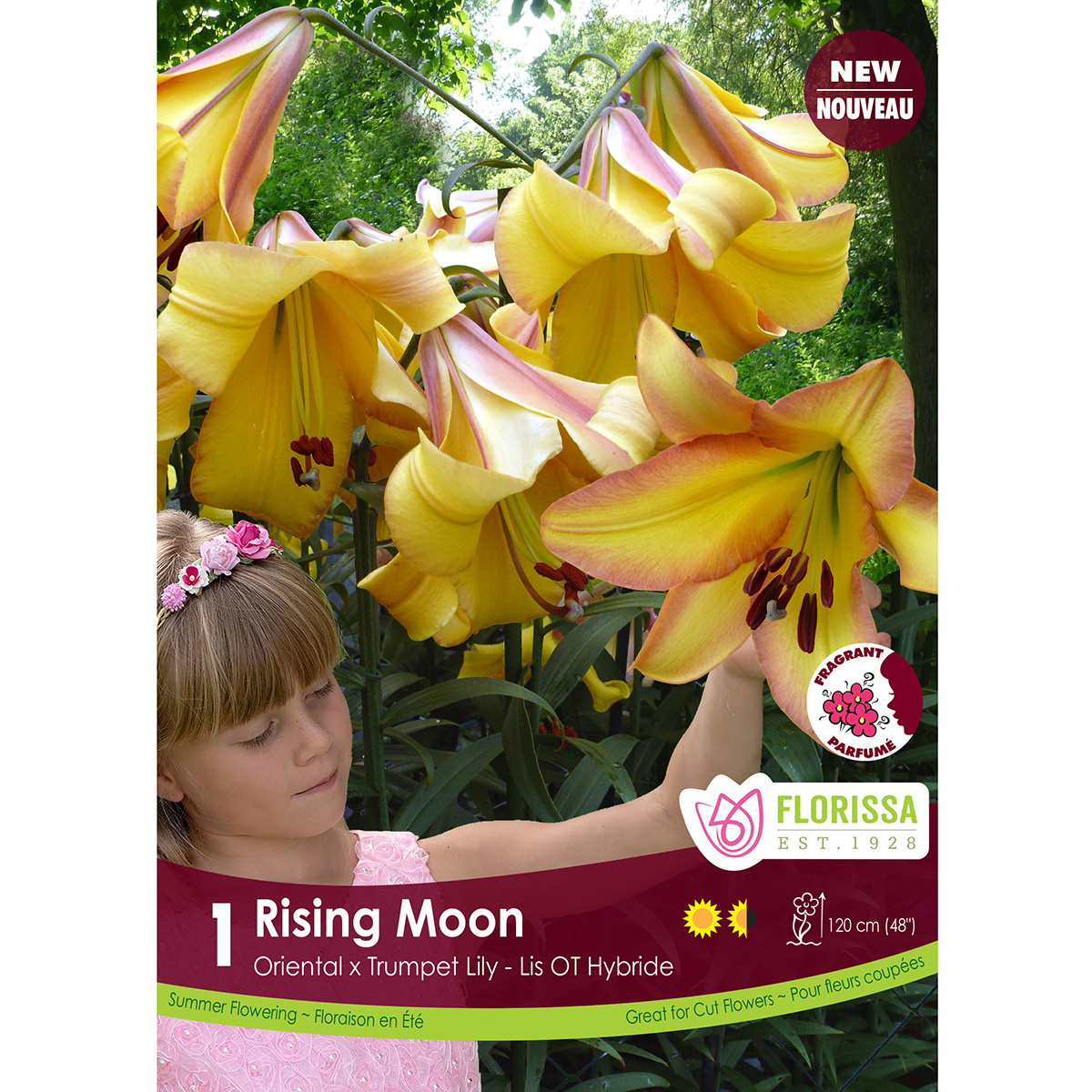 Hybrid Lily 'Rising Moon' Bulb | Lily Bulbs | Arts Nursery Garden and ...