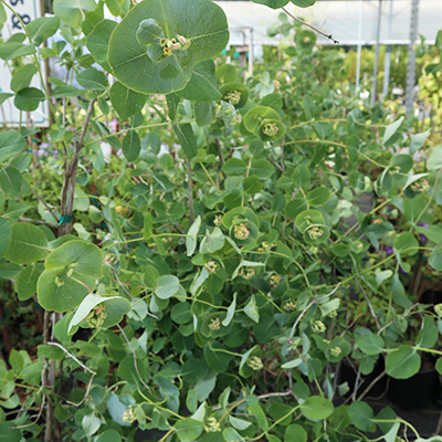 Lonicera reticulata 'Kintzley's Ghost' 