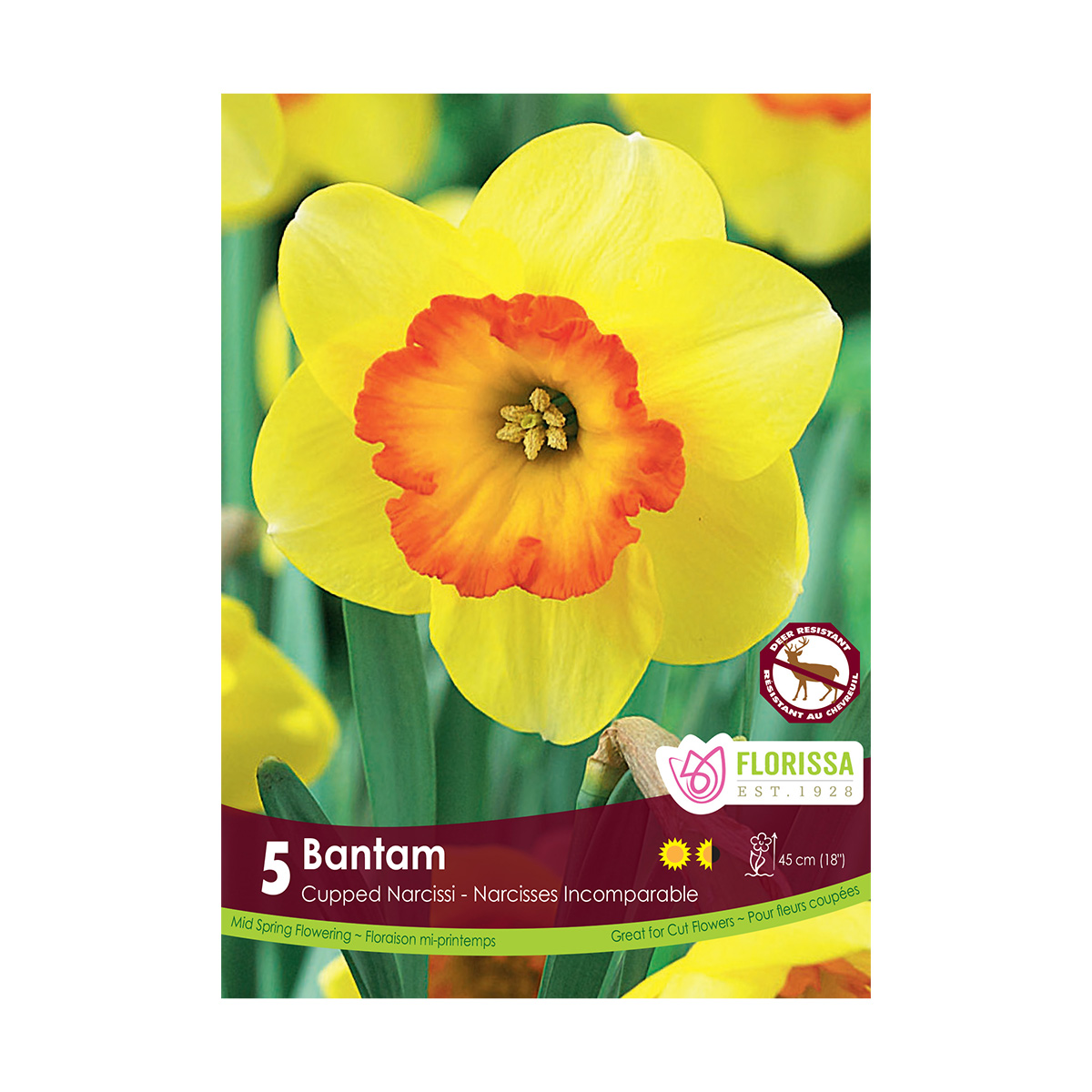 Narcissus_Bantam.jpg