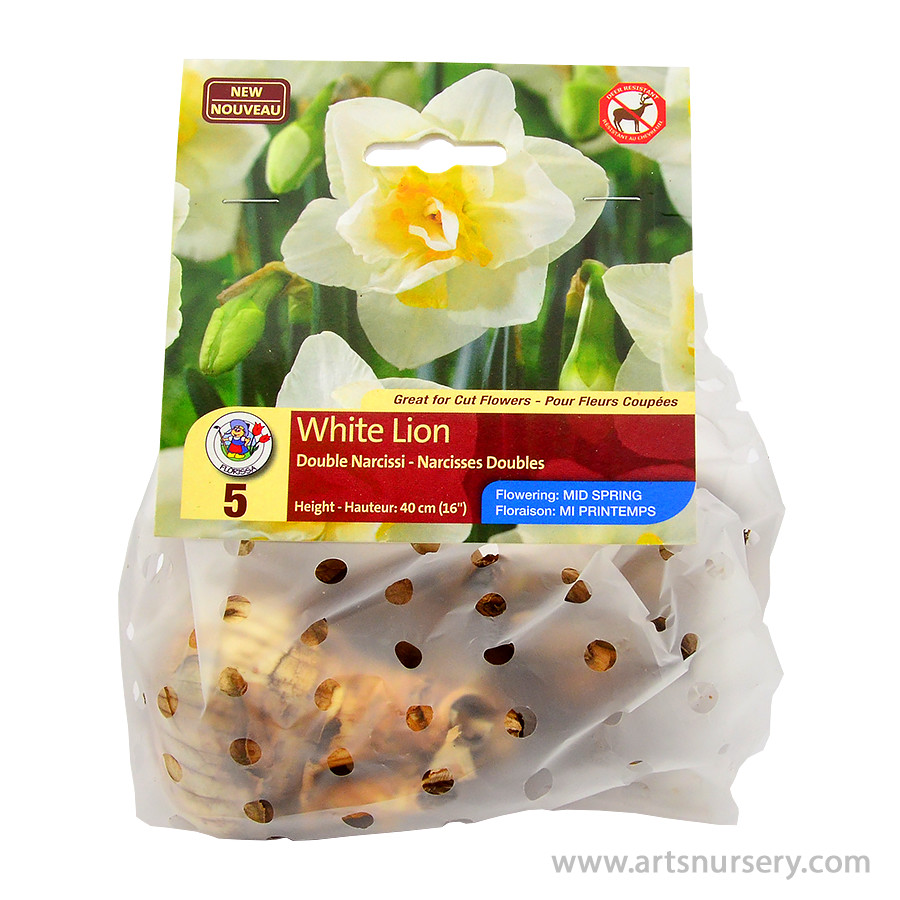 white lion double daffodil white lion double narcissus 5 bulbs pkg $ 3 