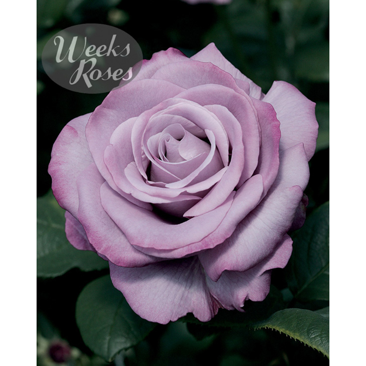 Blue Nile роза