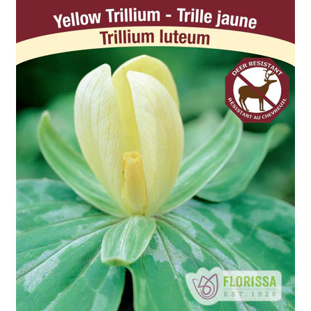 PTTrilliumluteum_400x.jpg