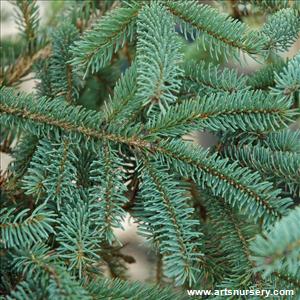 Picea glauca 'Hudsonii'